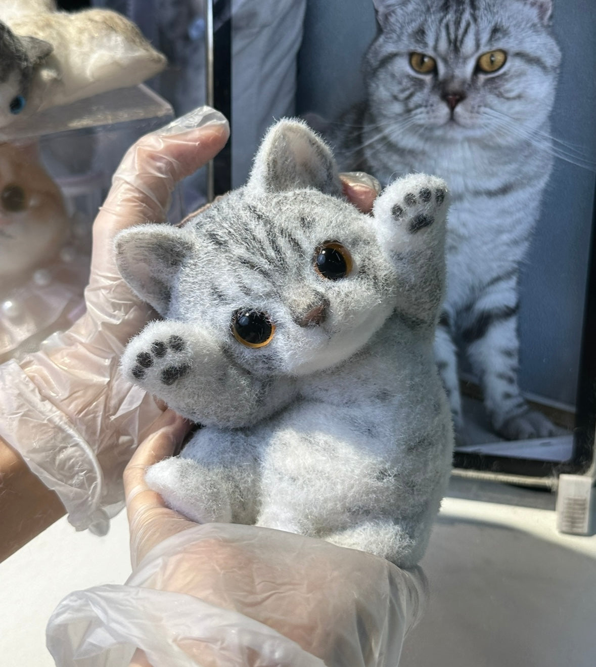 B19:Super Cute American Shorthair Squishy Cat