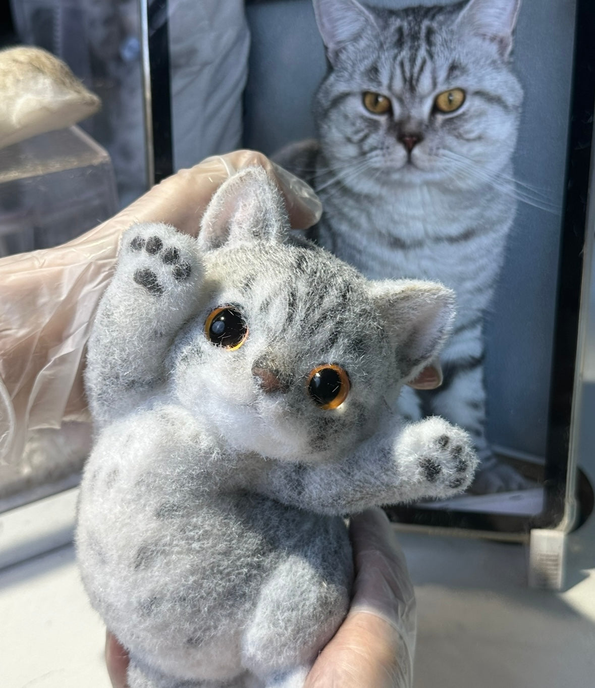 B19:Super Cute American Shorthair Squishy Cat