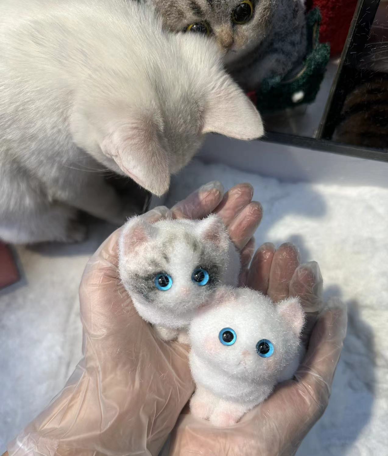 A0008:Pretty Blue-eyed Ragdoll Kitten