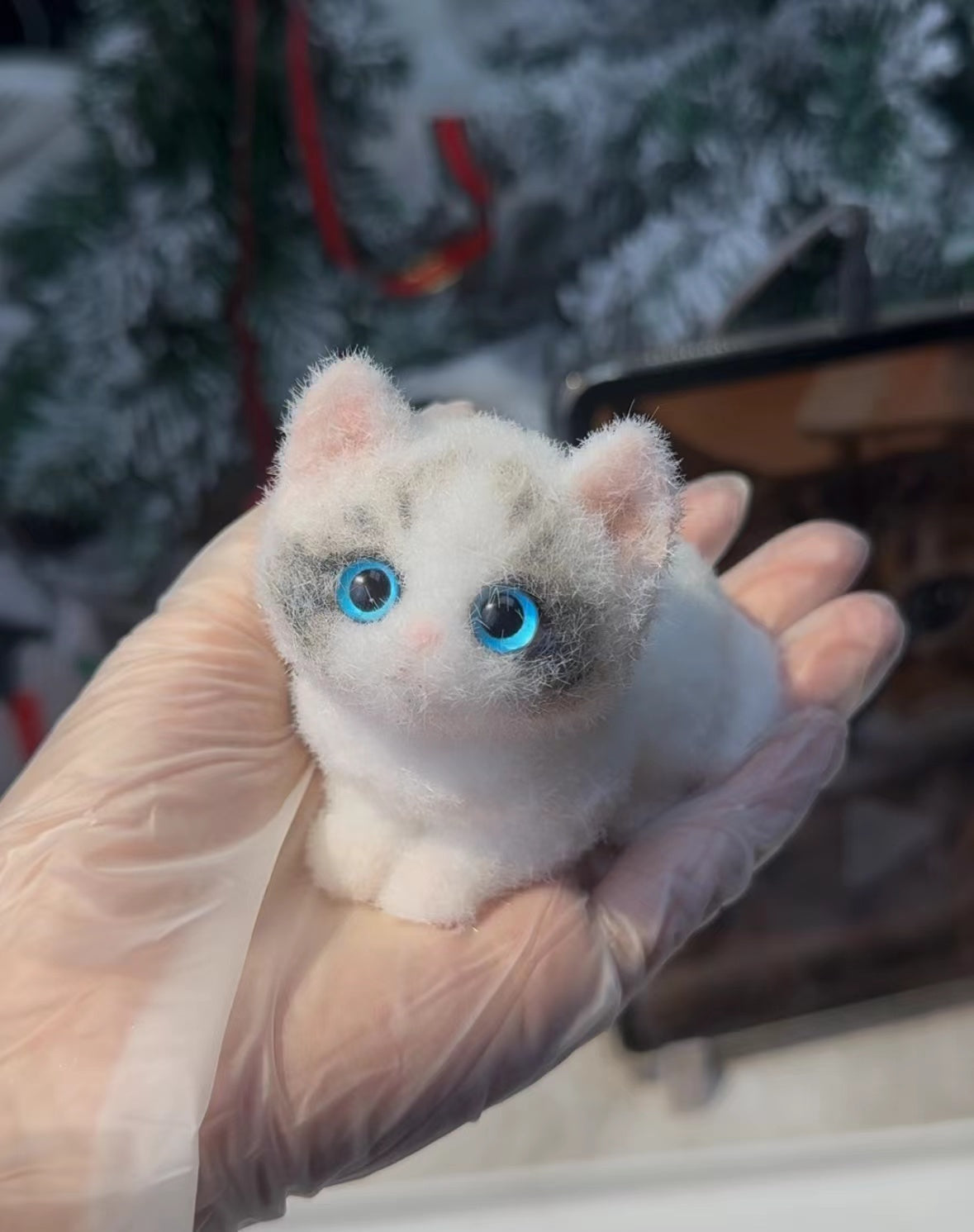 A0008:Pretty Blue-eyed Ragdoll Kitten